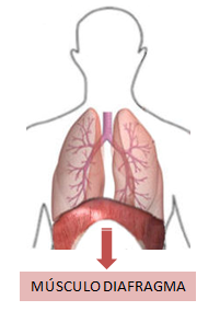 respiração diafragmatica